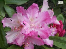 Rhododendron smirnowii