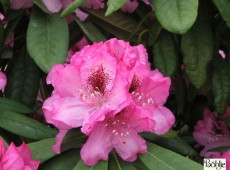 Rhododendron smirnowii 'Göteborg'