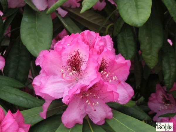 Rhododendron smirnowii 'Göteborg'