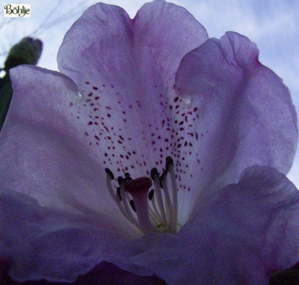 Rhododendron sutchuenense