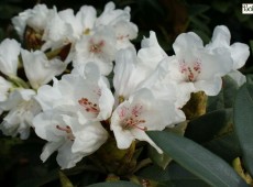 Rhododendron taliense 'Honigduft'