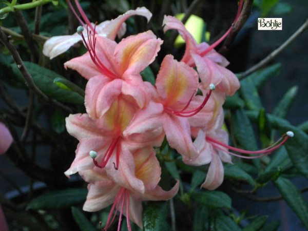 Rhododendron viscosum 'Framingham'