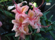 Rhododendron viscosum 'Framingham'