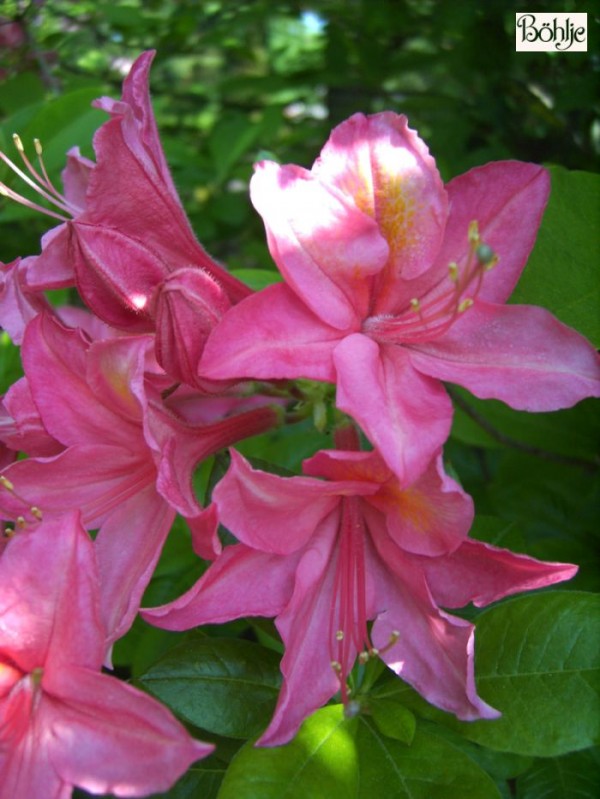 Rhododendron viscosum 'Jolie Madame'