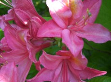 Rhododendron viscosum 'Jolie Madame'