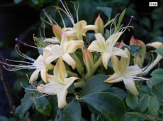 Rhododendron viscosum 'Lemon Drop' 