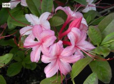 Rhododendron viscosum 'Lollipop'