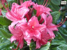 Rhododendron viscosum 'Millennium'