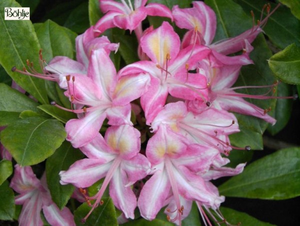 Rhododendron viscosum 'Ribbon Candy'