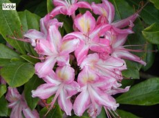 Rhododendron viscosum 'Ribbon Candy'