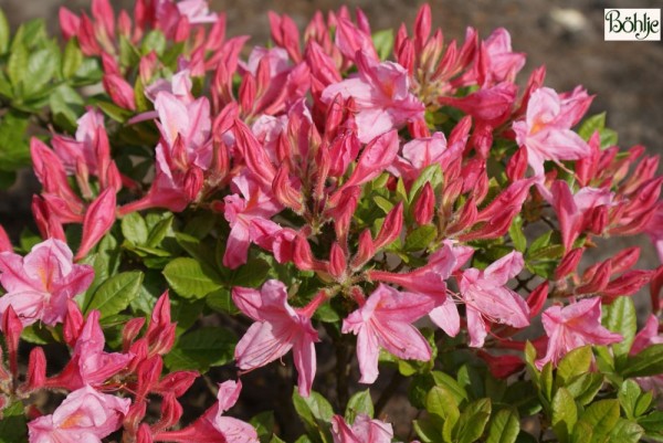 Rhododendron viscosum 'Rosata'