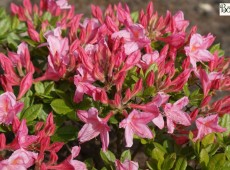 Rhododendron viscosum 'Rosata'