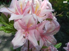 Rhododendron viscosum 'Soir de Paris'