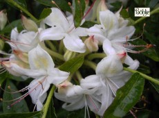 Rhododendron viscosum 'Weston's Innocence'