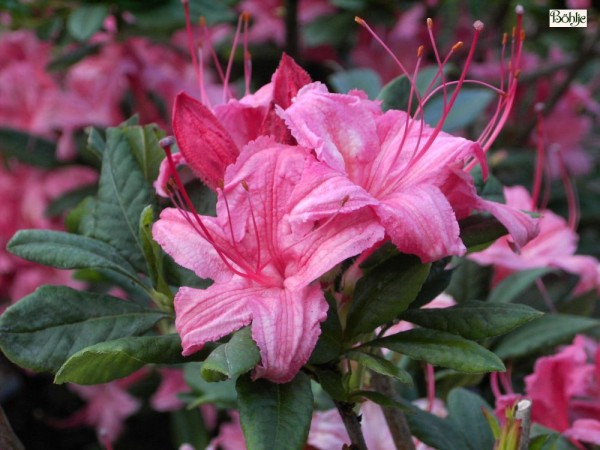 Rhododendron viscosum 'Weston's Sparkles'