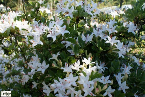 Rhododendron viscosum