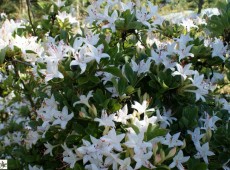 Rhododendron viscosum