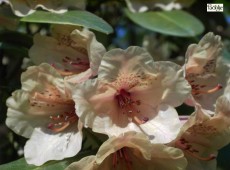 Rhododendron wardii creme