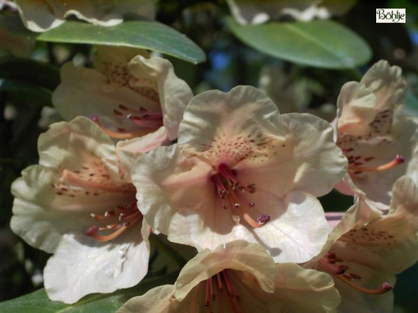Rhododendron wardii creme
