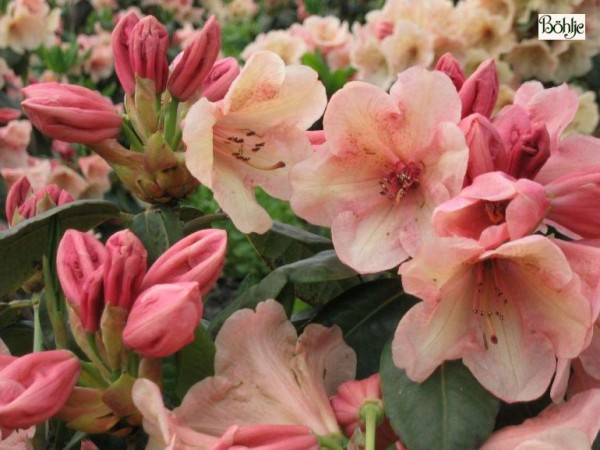 Rhododendron wardii Nr 3