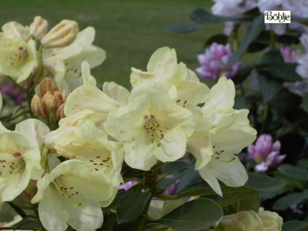 Rhododendron wardii 'Stadt Westerstede'