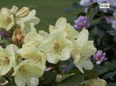 Rhododendron wardii 'Stadt Westerstede'