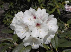 Rhododendron wasonii