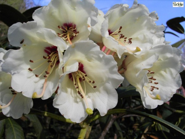 Rhododendron wightii