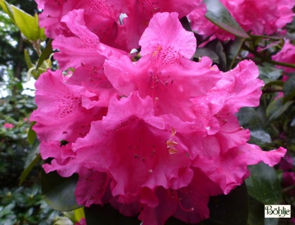 Rhododendron williamsianum 'August Lamken'