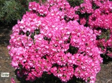 Rhododendron williamsianum 'Gartendirektor Glocker'