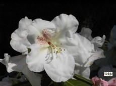 Rhododendron williamsianum 'Gartendirektor Rieger'