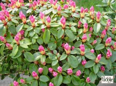 Rhododendron williamsianum 'Jackwill'