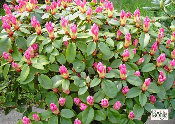Rhododendron williamsianum 'Jackwill'