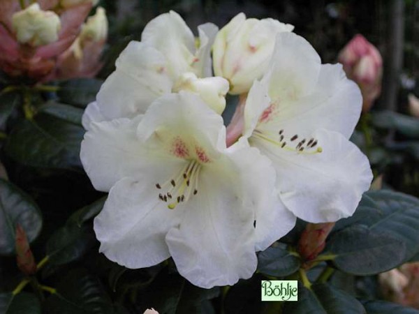 Rhododendron williamsianum 'Rothenburg'