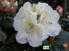 Rhododendron williamsianum 'Rothenburg'