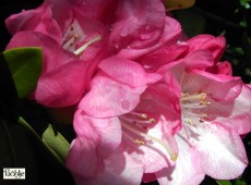 Rhododendron williamsianum 'Stadt Essen'