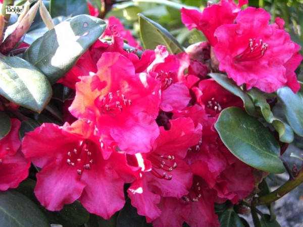 Rhododendron williamsianum 'Tromba'