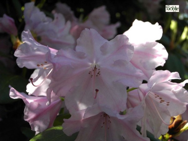 Rhododendron williamsianum 'Vater Böhlje'