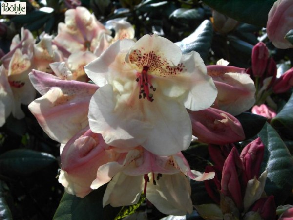 Rhododendron williamsianum 'Viscy'