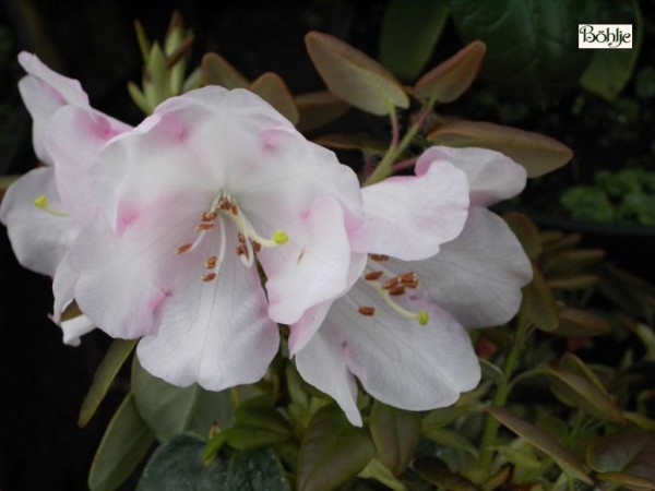 Rhododendron williamsanum Wildart 
