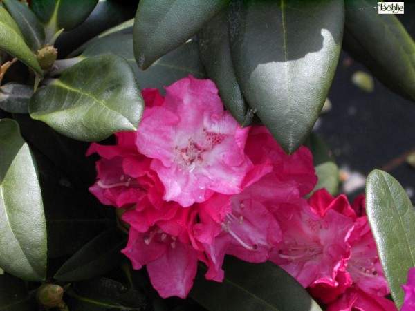 Rhododendron yakushimanum 'Anuschka'