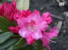 Rhododendron yakushimanum 'Bad Zwischenahn'