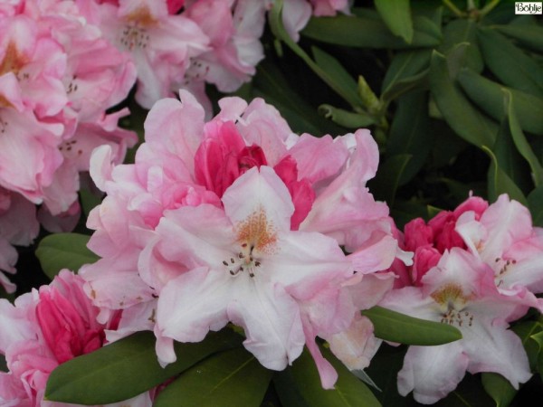 Rhododendron yakushimanum 'Bashful'