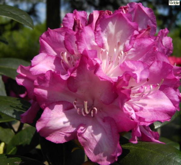 Rhododendron yakushimanum 'Blurettia'