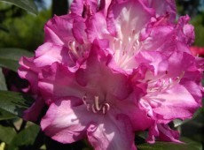 Rhododendron yakushimanum 'Blurettia'