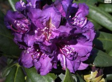 Rhododendron yakushimanum 'Bohlken's Lupinenberg'