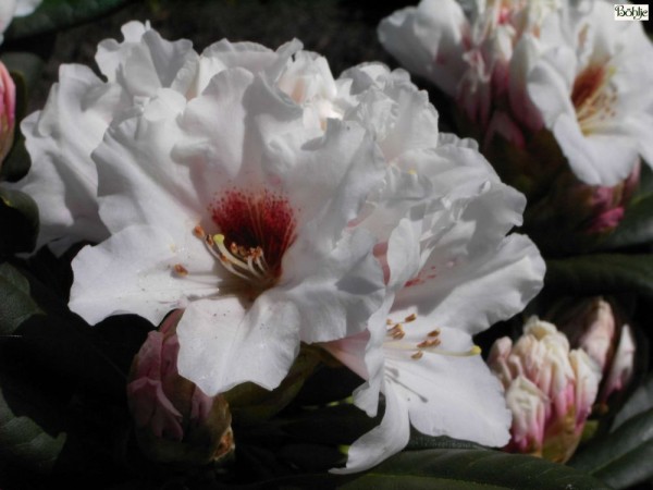 Rhododendron yakushimanum 'Bohlken's Snow Fire