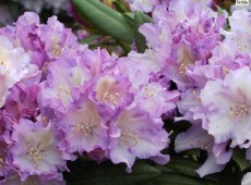 Rhododendron yakushimanum 'Caroline Allbrook'
