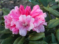 Rhododendron yakushimanum 'Colibri'