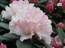 Rhododendron yakushimanum 'Dreamland'